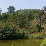 Bán trang trại 1,4 ha Phường Văn Phú, Hóc Môn - Ảnh thu nhỏ 3