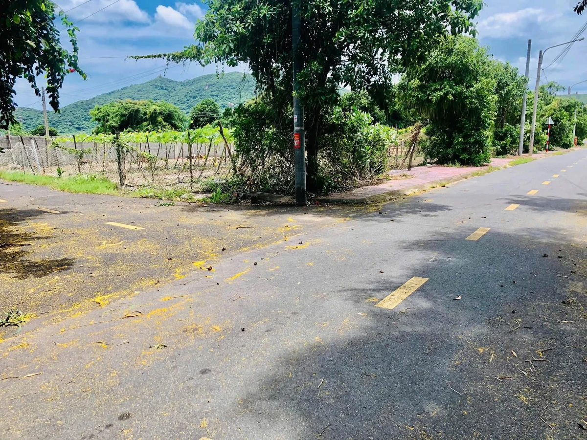 Bán đất nhà vườn 293.8m2 Phước Hải, cách biển 3km, 2 tỷ 3 - Ảnh thu nhỏ 3