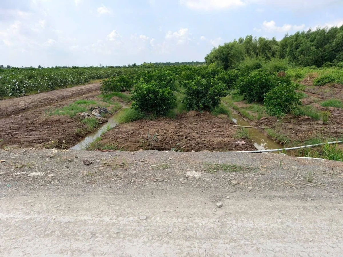Bán đất vườn 1303m2 2 mặt tiền Bình Đức, Tây Ninh - Ảnh thu nhỏ 4