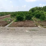 Bán đất vườn 1303m2 2 mặt tiền Bình Đức, Tây Ninh - Ảnh thu nhỏ 4