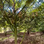 Bán rẫy sầu riêng 2,5ha thu 57 tấn tại Cư Nế - Ảnh thu nhỏ 2