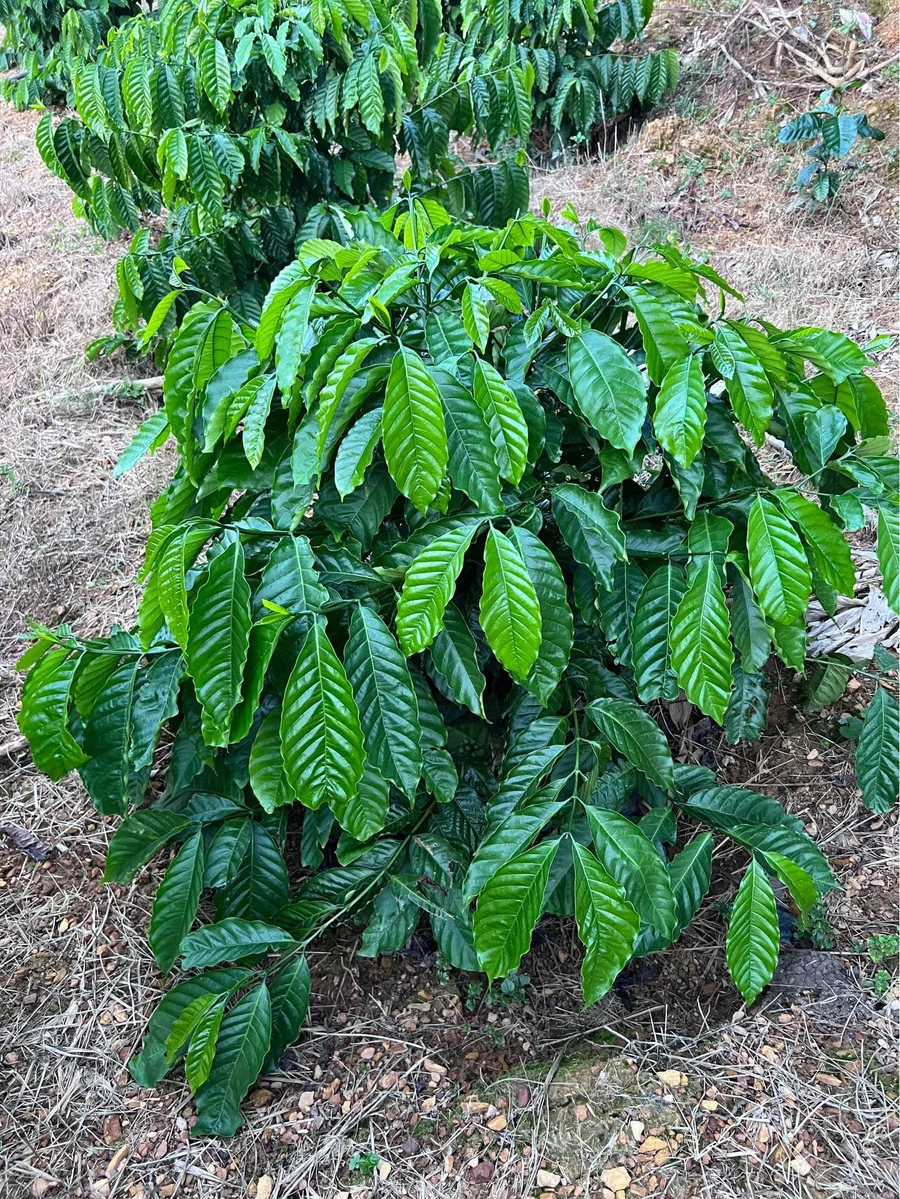 Bán đất 1,4ha Trúc Sơn 1,7 tỷ - Ảnh thu nhỏ 2