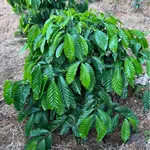 Bán đất 1,4ha Trúc Sơn 1,7 tỷ - Ảnh thu nhỏ 2