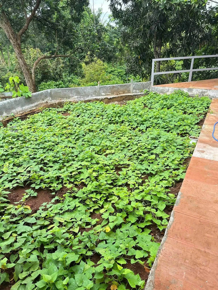 Bán nhà 3PN Trần Quý Cáp, Bình Tân, 185m², 2 tỷ 650 triệu - Ảnh thu nhỏ 5