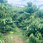 Bán đất vườn 2,2 ha tại Xã Đạo Nghĩa, Đắk Nông - Ảnh thu nhỏ 3