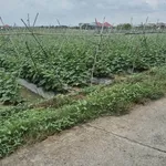 Bán đất lúa 25x40 (1000m2) có thể chuyển thổ cư, view kênh, giá 1,1 tỷ, Hiệp Thạnh Châu Thành - Ảnh thu nhỏ 3