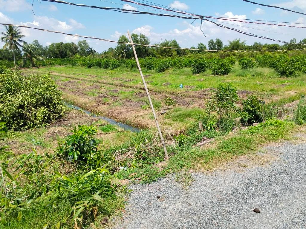 Đất vườn 500m² Thạnh Hòa Bến Lức Long An từ 395 triệu - Ảnh thu nhỏ 5