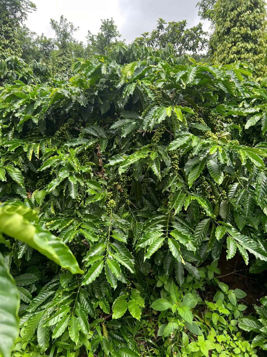 Bán đất 1ha 8 phun cà phê Ea Tân, Đắk Lắk - Ảnh thu nhỏ 2