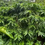 Bán đất 1ha 8 phun cà phê Ea Tân, Đắk Lắk - Ảnh thu nhỏ 2