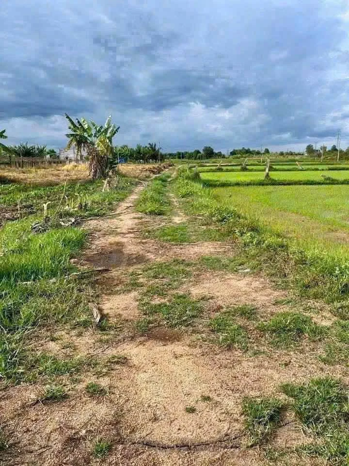 Bán đất sào Hàm Chính Bình Thuận 1000m², 190 triệu - Ảnh thu nhỏ 2