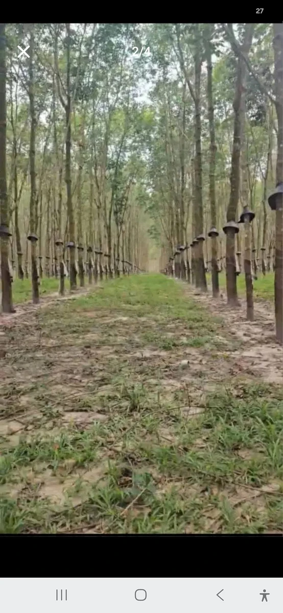 Bán 8 hectare cao su tại Chư Păh, Gia Lai, 8.3 tỷ - Ảnh thu nhỏ 4