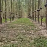 Bán 8 hectare cao su tại Chư Păh, Gia Lai, 8.3 tỷ - Ảnh thu nhỏ 4