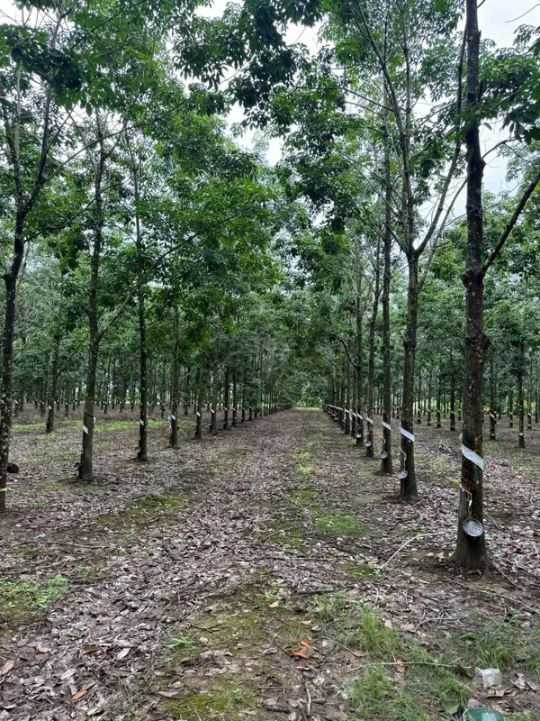 Bán 4,2 ha đất trồng cao su đang thu hoạch, giá 2,2 tỷ, huyện Ea Súp, Đắk Lắk