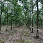 Bán 4,2 ha đất trồng cao su đang thu hoạch, giá 2,2 tỷ, huyện Ea Súp, Đắk Lắk - Ảnh thu nhỏ 1