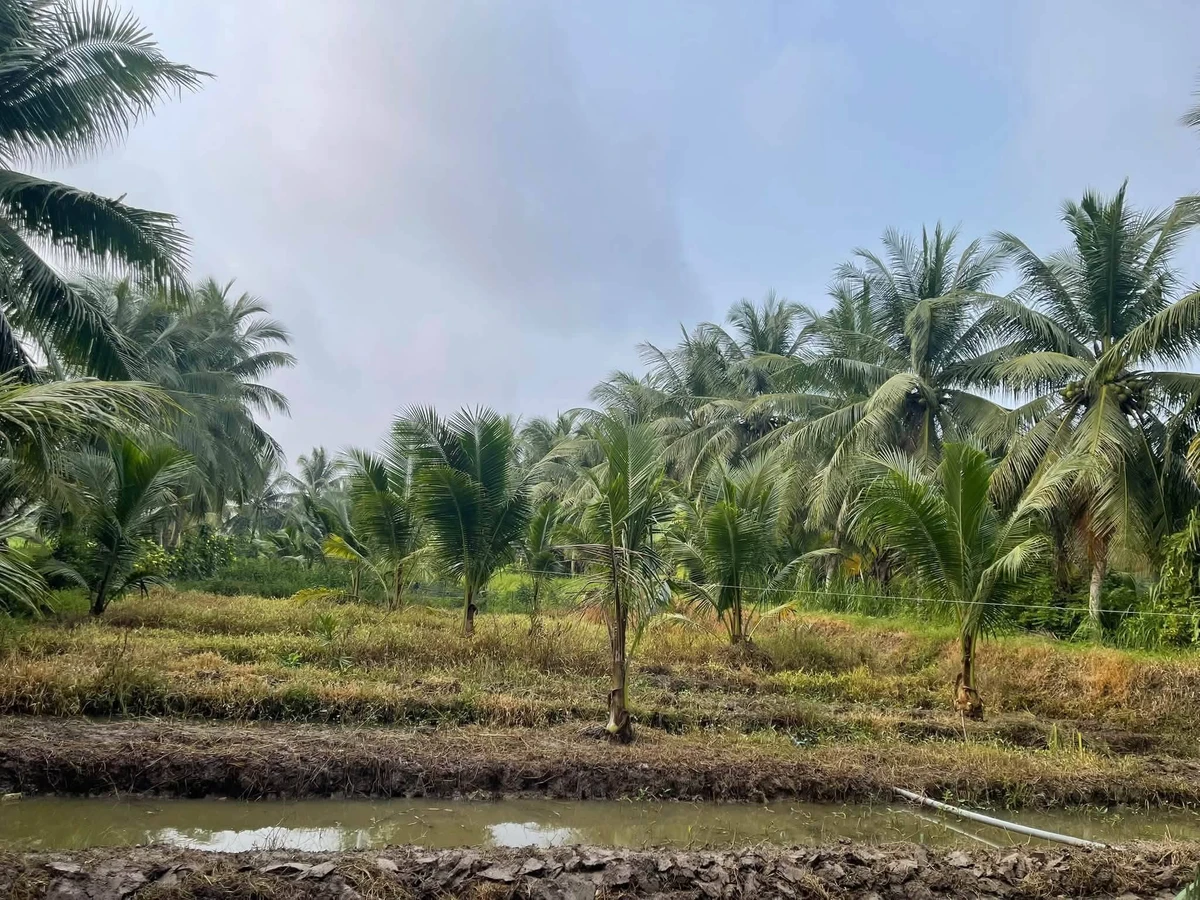 Bán đất 3000m² Nhuận Phú Tân 400 triệu - Ảnh thu nhỏ 4