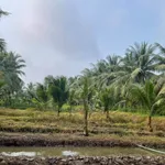 Bán đất 3000m² Nhuận Phú Tân 400 triệu - Ảnh thu nhỏ 4