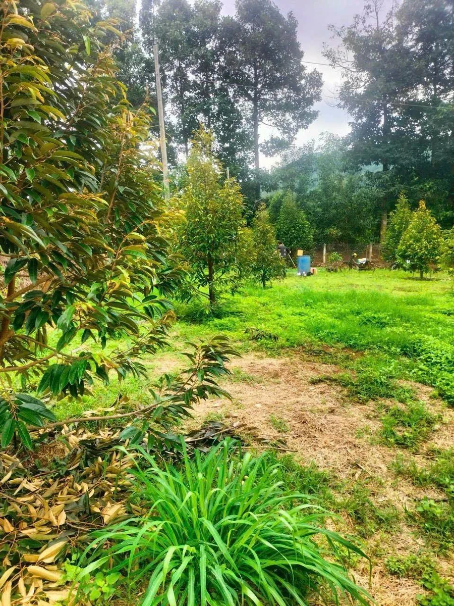 Bán đất vườn sầu riêng 5 sào tại Long Giao, 3.25 tỷ - Ảnh thu nhỏ 3
