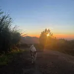 Bán 1.000m² đất view đẹp Cầu Đất, Đà Lạt 3,5 tỷ - Ảnh thu nhỏ 3