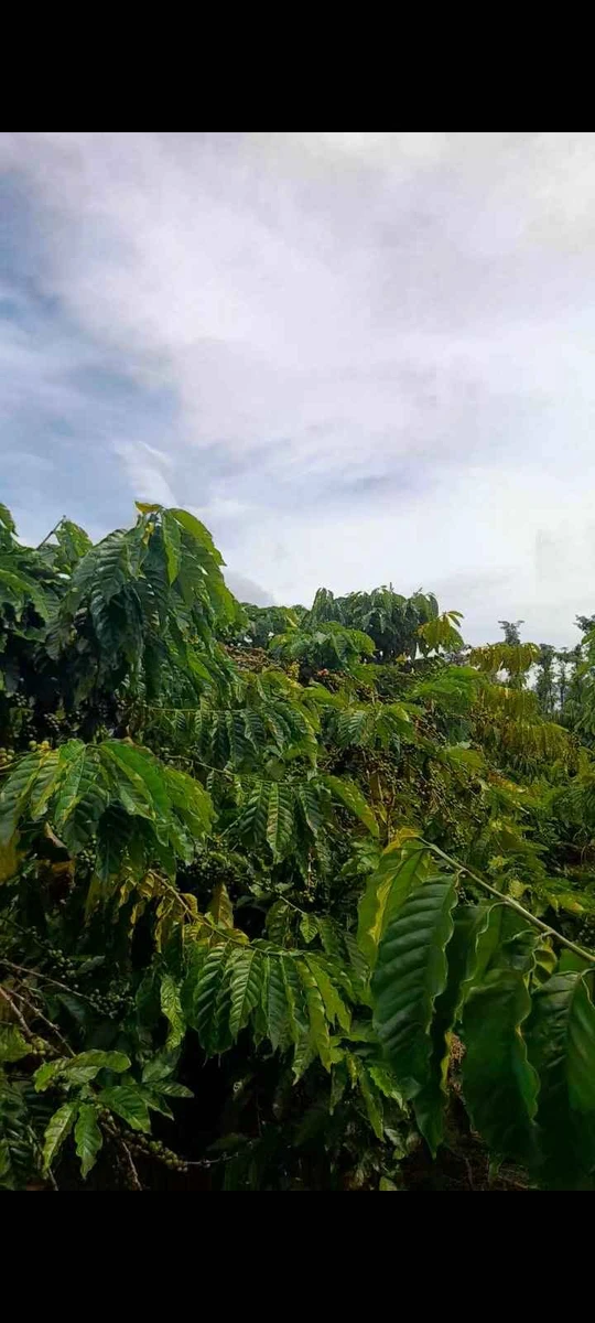 Bán 4000m² đất vườn cà phê view núi Chư Yang Sin, Đắk Lắk - Ảnh thu nhỏ 4