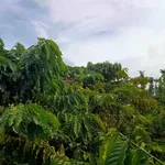 Bán 4000m² đất vườn cà phê view núi Chư Yang Sin, Đắk Lắk - Ảnh thu nhỏ 4
