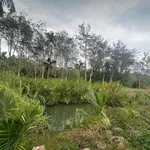 Bán 6.100m2 đất vườn sầu riêng view suối tại Hòa Thuận, Buôn Ma Thuột - Ảnh thu nhỏ 1