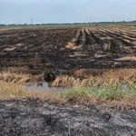 Bán đất lúa 83x120m (khoảng 1 mẫu) giá 2,1 tỷ tại Tân Tây, Thạnh Hóa, Long An - Ảnh thu nhỏ 2