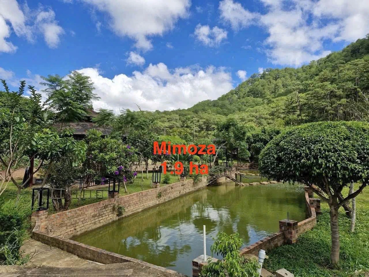Bán gấp lô đất 19.000m2 mặt tiền Mimoza, Đà Lạt, 40 tỷ - Ảnh 1