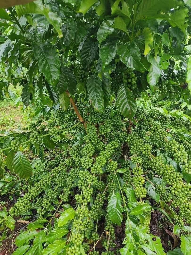Bán 3,8ha đất vườn sầu riêng, cà phê tại Nghĩa Trung, Bình Phước giá 12 tỷ - Ảnh thu nhỏ 3