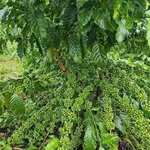 Bán 3,8ha đất vườn sầu riêng, cà phê tại Nghĩa Trung, Bình Phước giá 12 tỷ - Ảnh thu nhỏ 3