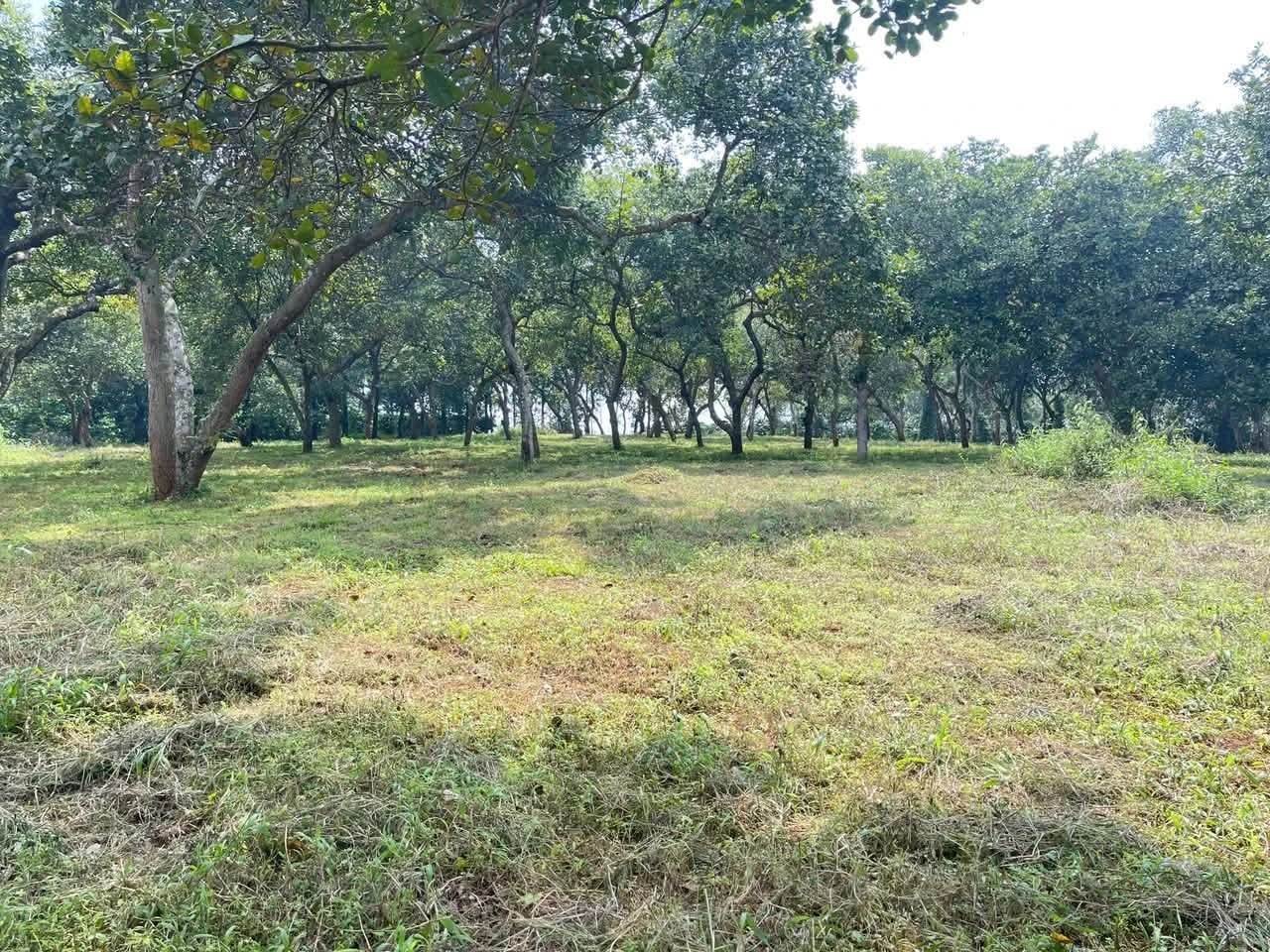 Bán đất 1 hectare Phú Riềng, Bình Phước, giá 1 tỷ 650 - Ảnh 1