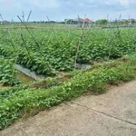 Bán đất 1000m² Hiệp Thạnh, Châu Thành, Long An 1 tỷ 100 triệu - Ảnh thu nhỏ 2