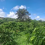 Bán 4 sào đất cà phê 4000m2 tại Buôn Ma Thuột - Ảnh thu nhỏ 5