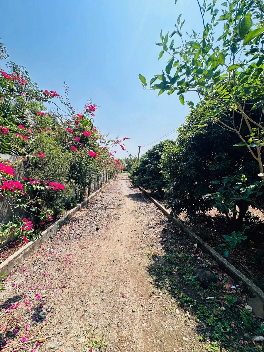 Bán đất vườn 6,4 sào view ruộng Hoà Khánh Bà Rịa 3,99 tỷ - Ảnh thu nhỏ 4