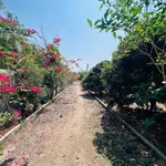 Bán đất vườn 6,4 sào view ruộng Hoà Khánh Bà Rịa 3,99 tỷ - Ảnh thu nhỏ 4