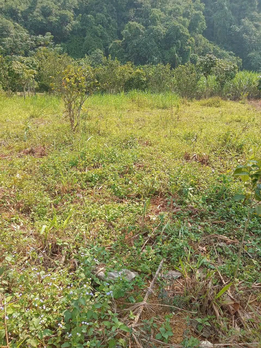 Bán đất cây hàng năm 1400m² Kim Bôi, Hòa Bình - Ảnh 1