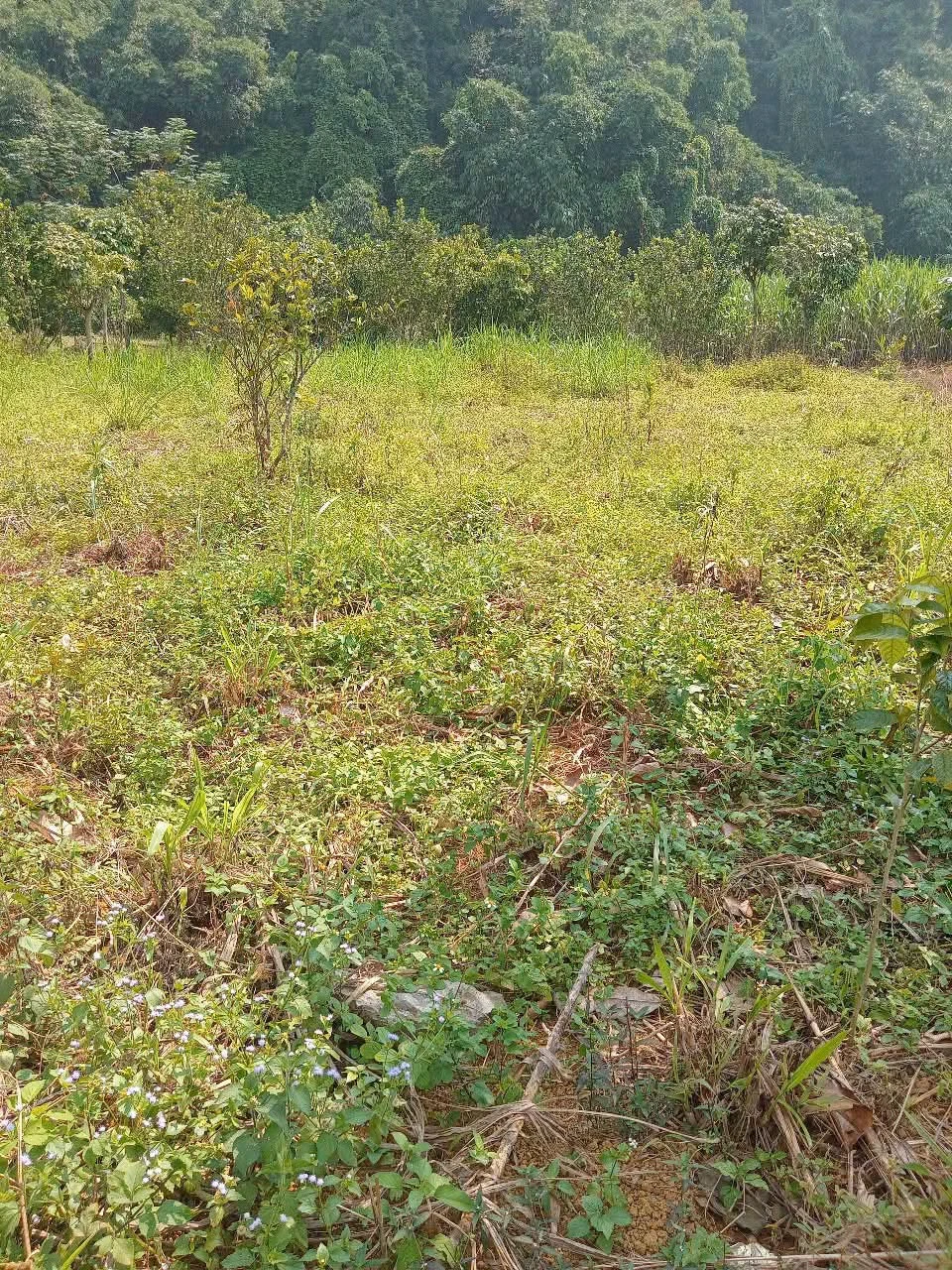 Bán đất cây hàng năm 1400m² Kim Bôi, Hòa Bình - Ảnh 1