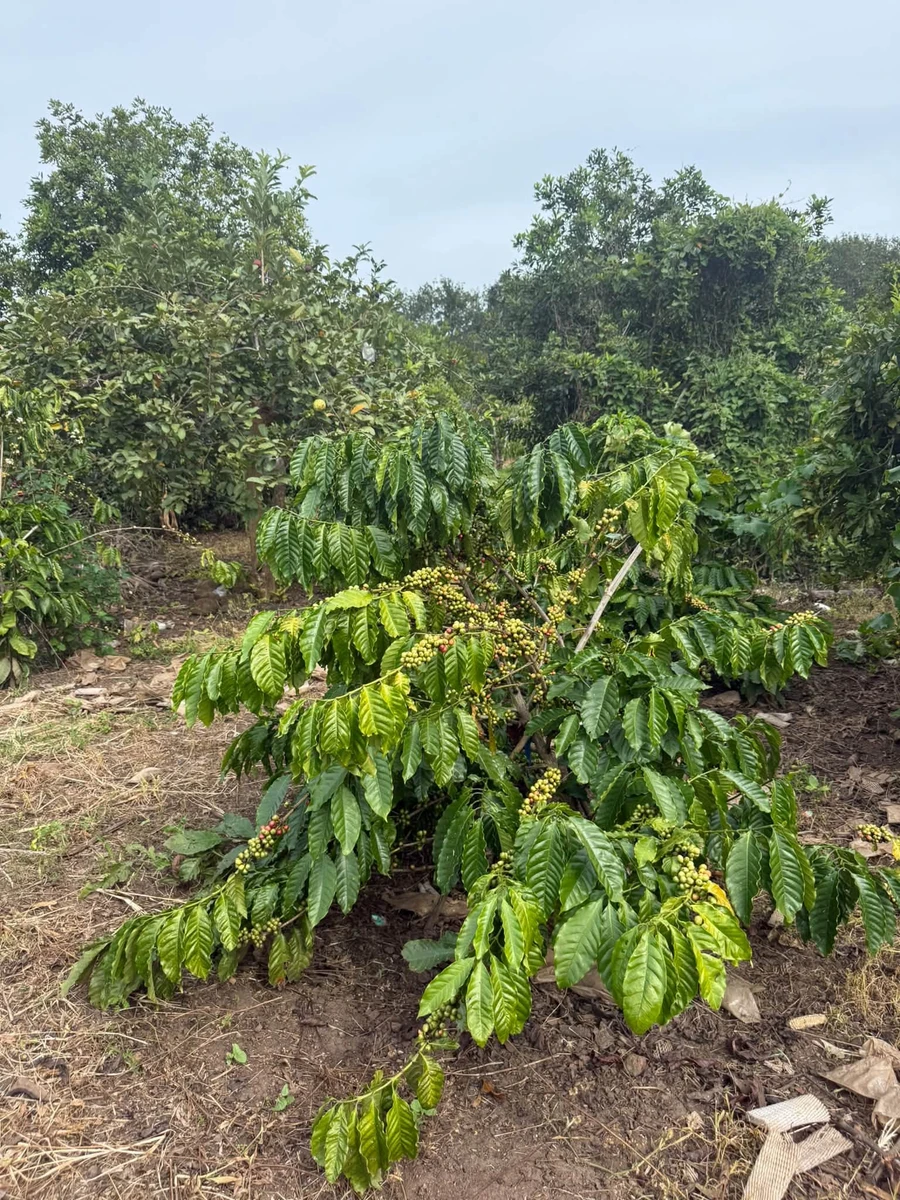 Bán đất 2 hectare có cây kinh doanh tại Eahleo - Ảnh thu nhỏ 4
