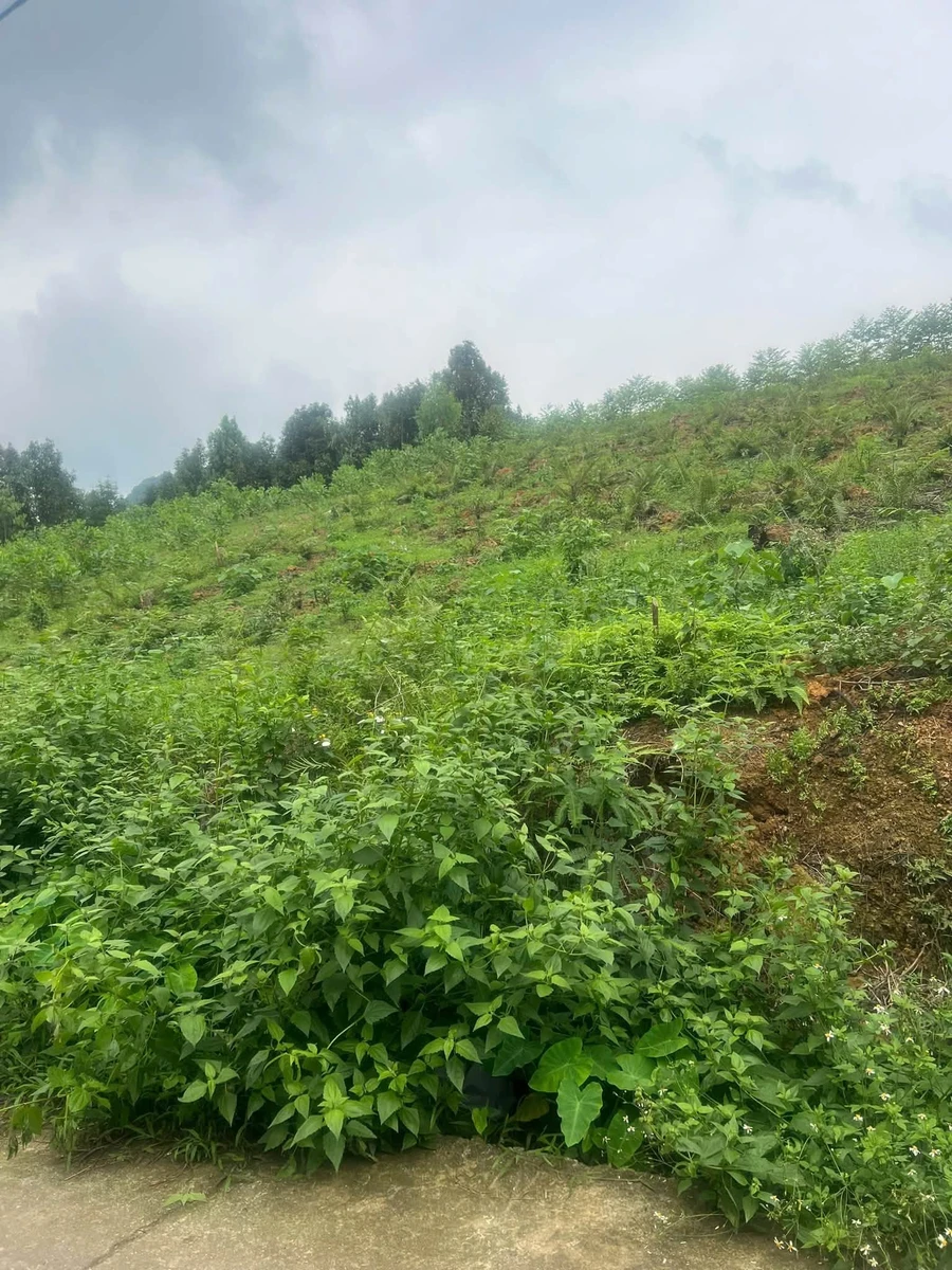 Bán đất Hưng Long Yên Lập 1000m2, giá 300 triệu - Ảnh thu nhỏ 3