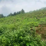 Bán đất Hưng Long Yên Lập 1000m2, giá 300 triệu - Ảnh thu nhỏ 3