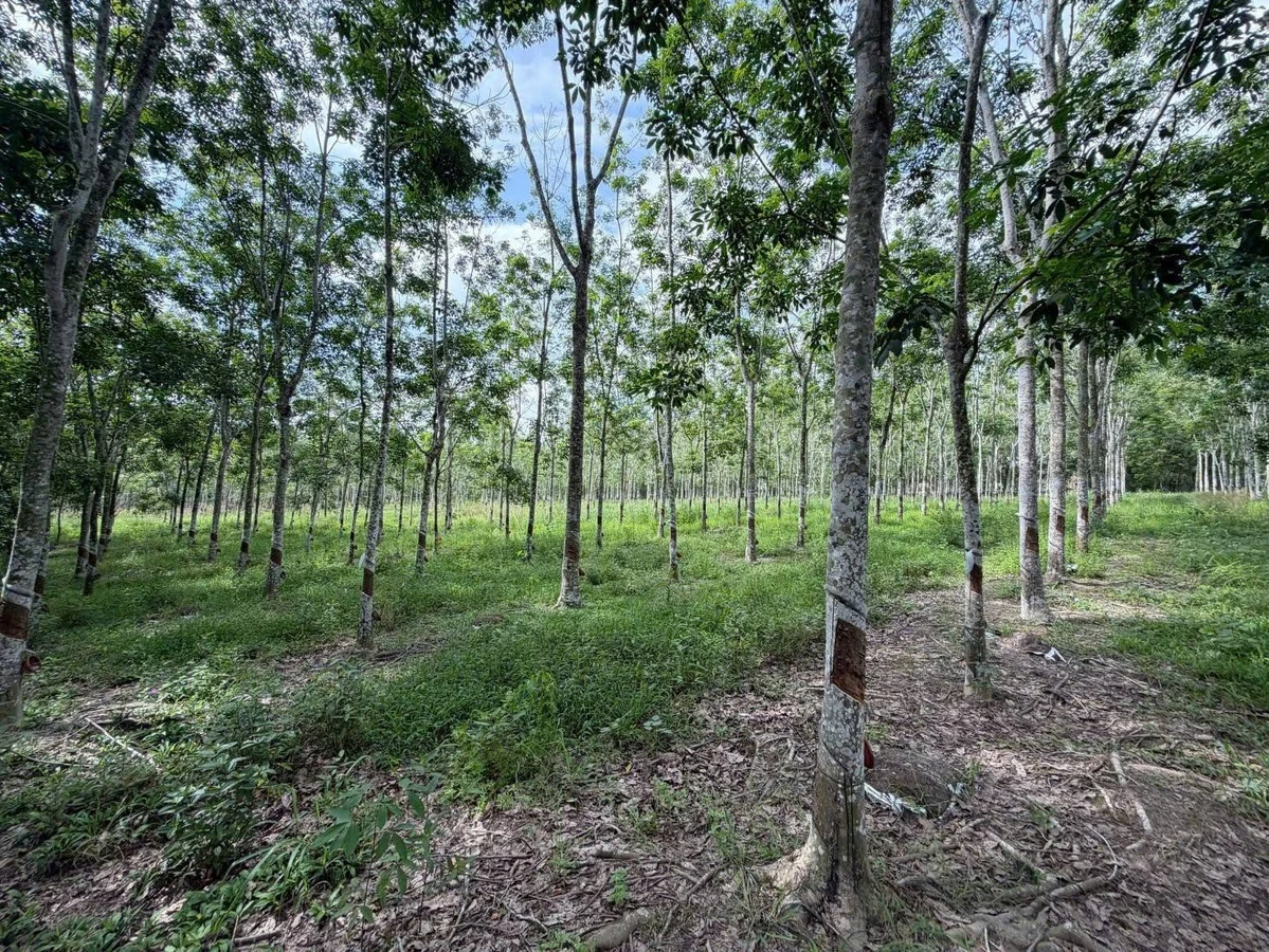 Bán đất cao su khai thác 10.000m² Bình Dương 2 tỷ 9 - Ảnh thu nhỏ 2