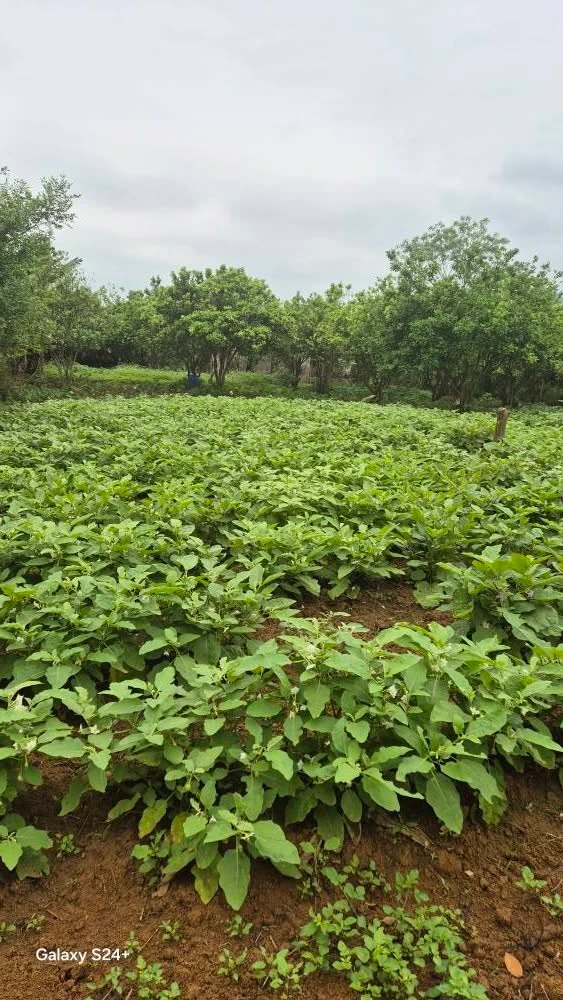Bán đất thị trấn 6780m2 giá 1tr/m2 ở Tân Lạc, Hòa Bình - Ảnh thu nhỏ 2