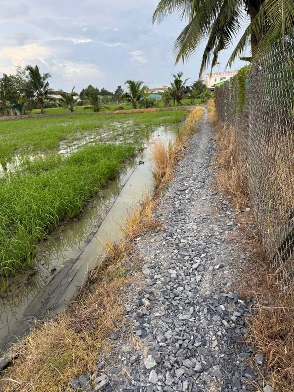 Bán đất lúa 2000m² Tân Bình, Tân Trụ, Long An