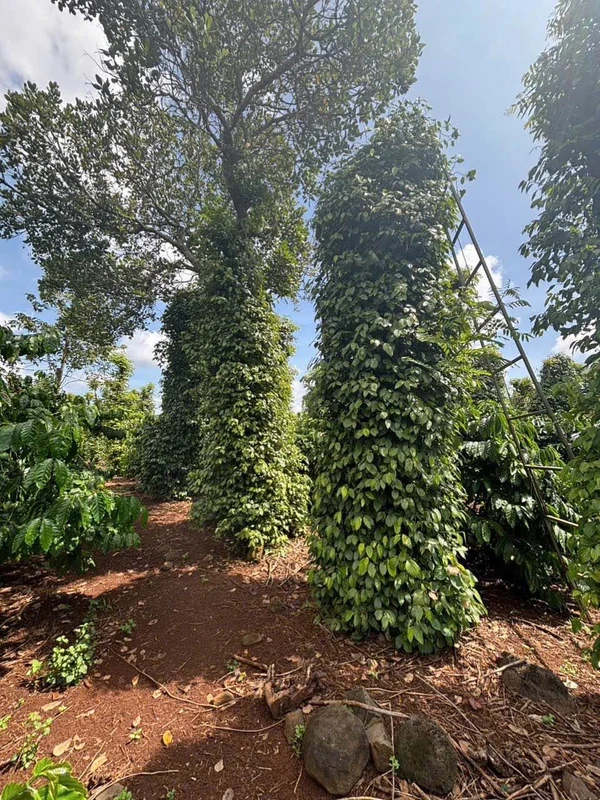 Bán đất 1,3ha view sông Sêrêpốk Hòa Phú Đắk Lắk