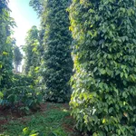Bán đất vườn 2 hecta Xã Thuận Hạnh Nhà Bè, sổ hồng - Ảnh thu nhỏ 1