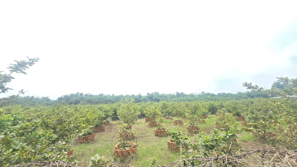 Bán đất vườn mai 19.718m2, 16 sổ hồng, giá 24 tỷ tại Tân Triều, Đồng Nai - Ảnh thu nhỏ 5