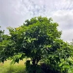 Bán nhà vườn cao su 1.49ha Bù Đốp Bình Phước - Ảnh thu nhỏ 4