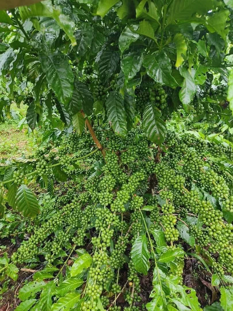 Bán 3,8ha đất vườn sầu riêng, cà phê tại Nghĩa Trung, Bình Phước giá 12 tỷ - Ảnh thu nhỏ 3