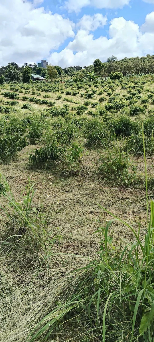 Bán 5ha rẫy cà phê Lâm Đồng 8 tỷ đồng - Ảnh thu nhỏ 2