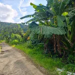 Bán 1.7 ha đất cafê đẹp 100m mặt đường Bảo Lâm - Ảnh thu nhỏ 4