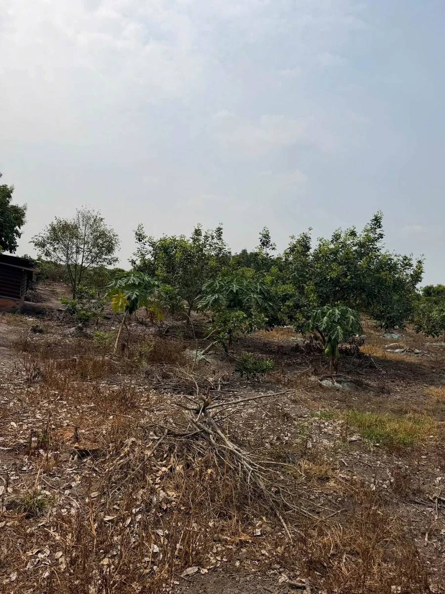Bán đất mặt tiền Nguyễn Lương Bằng 1000 m², Tây Ninh - Ảnh thu nhỏ 2
